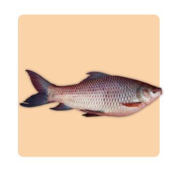 Rohu (Rui Fish)