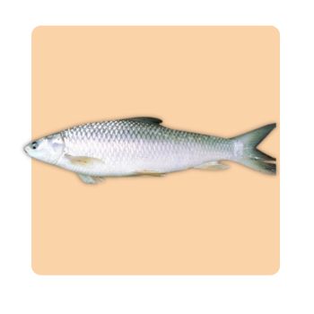 Naren (Local Variety)