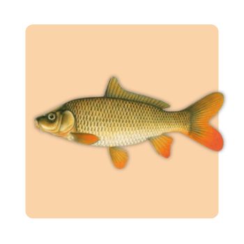 Kamankar (Common Carp)