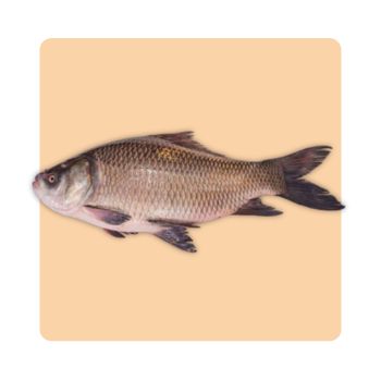 Katla (Catla Fish)