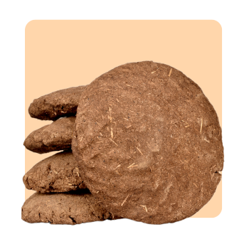 Cow Dung Cake